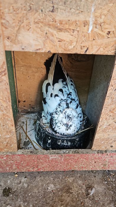 Vând porumbei diferite rase ornament