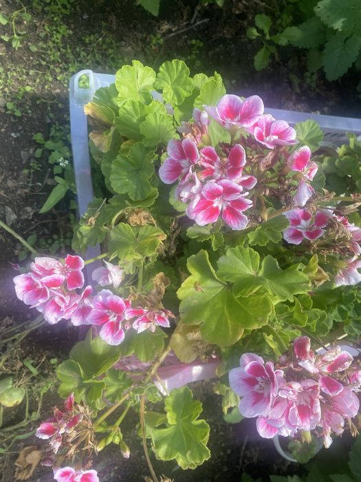 Продам герань разную сортовую