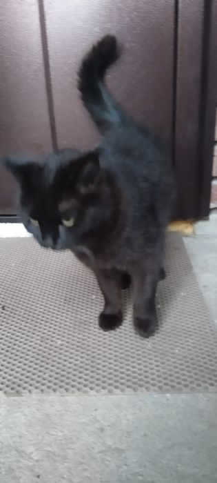 Отдам кошку бесплатно