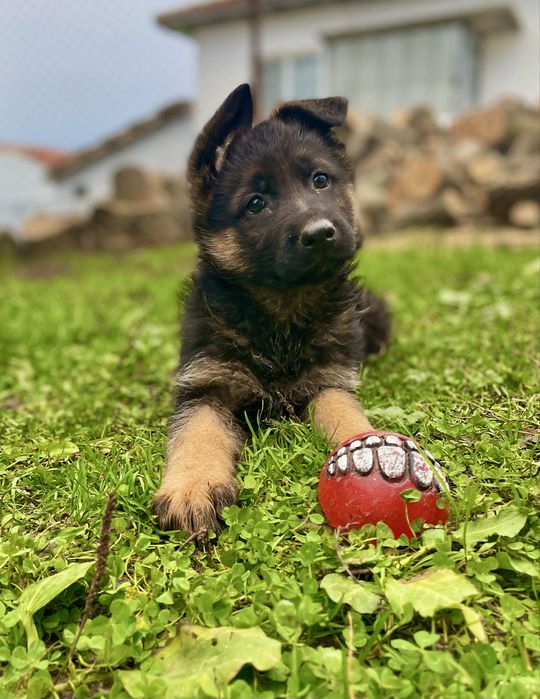 Немски Овчарки Женски