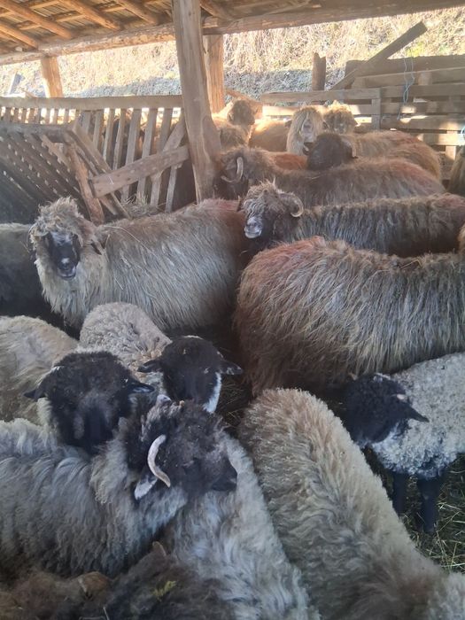 Miei disponibili pentru paște