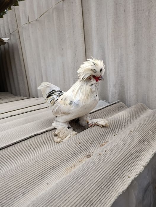 Султанка Кораз Облак