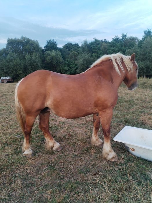 Vând iapă de 5 ani