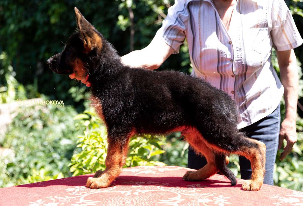 Немецкой овчарки щенки от Ирины Одинцовой