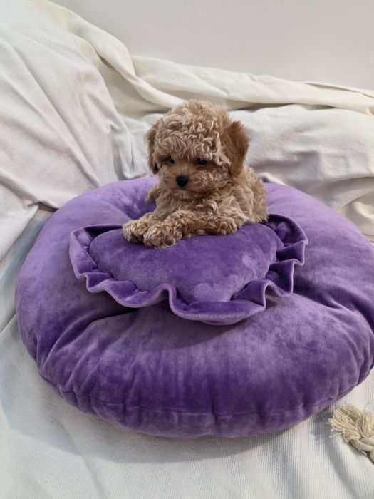 Maltipoo Korean teacup