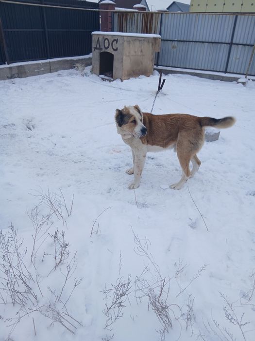 Ит сатылады линиясы мыкты