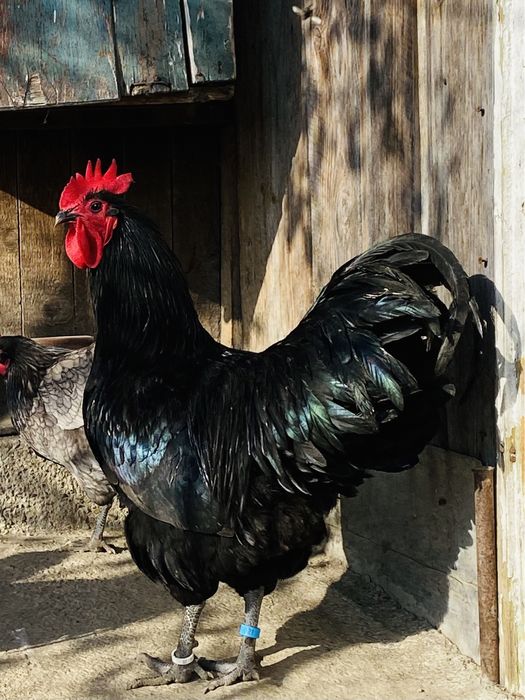 Oua Gaini Australorp