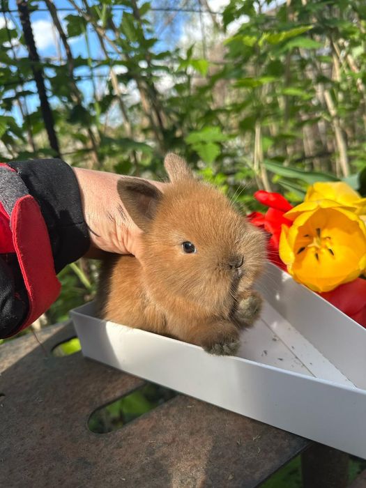 Кролики декоративные карликовые