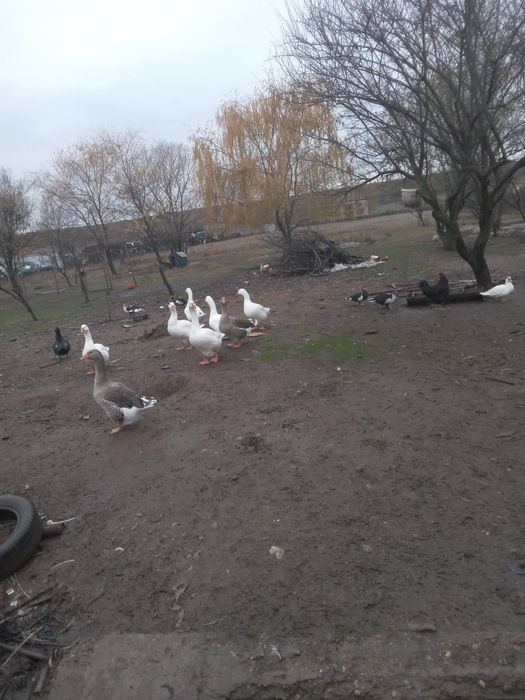 Vand rate  si ratoi lesesc .