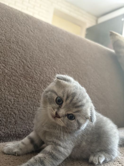 Котята британцы- шотландцы