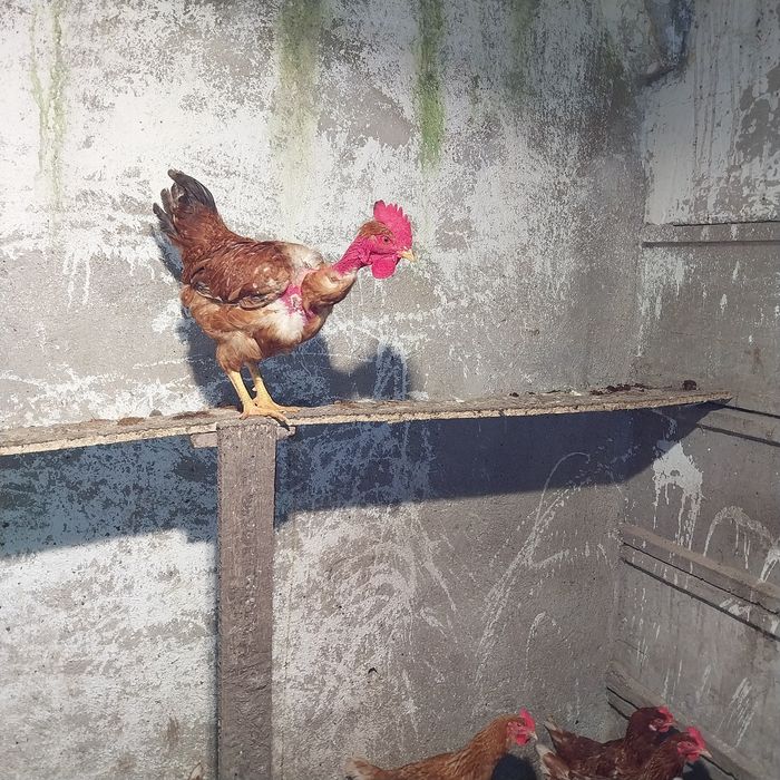 Vand cocoși încălțați și oua de puicute ouatoare