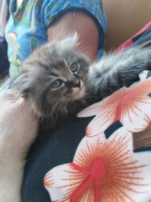 Кошечка ищет дом