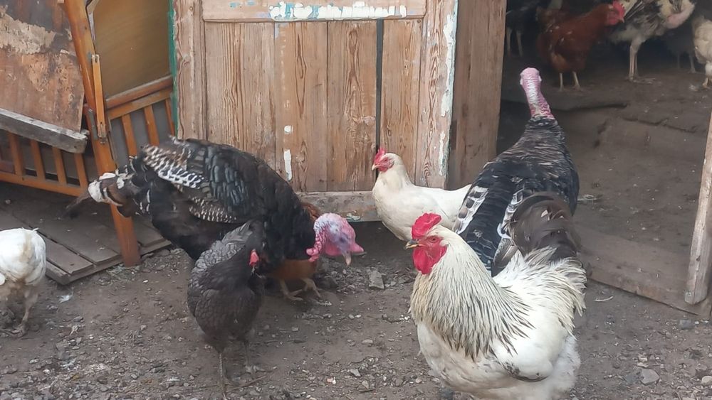 Продаются индюки и индюшки