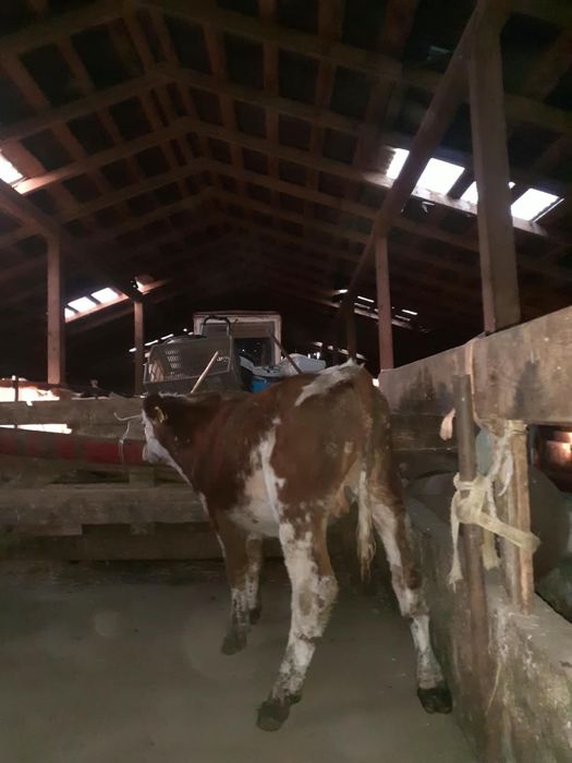 Vând tauraș de 4 luni