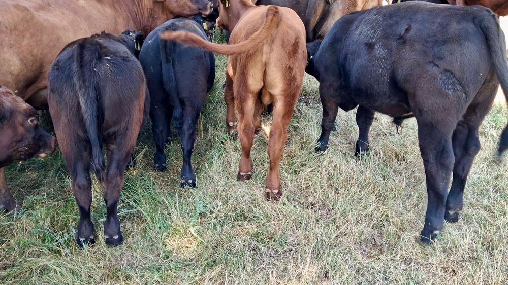Vitei Angus de vanzare