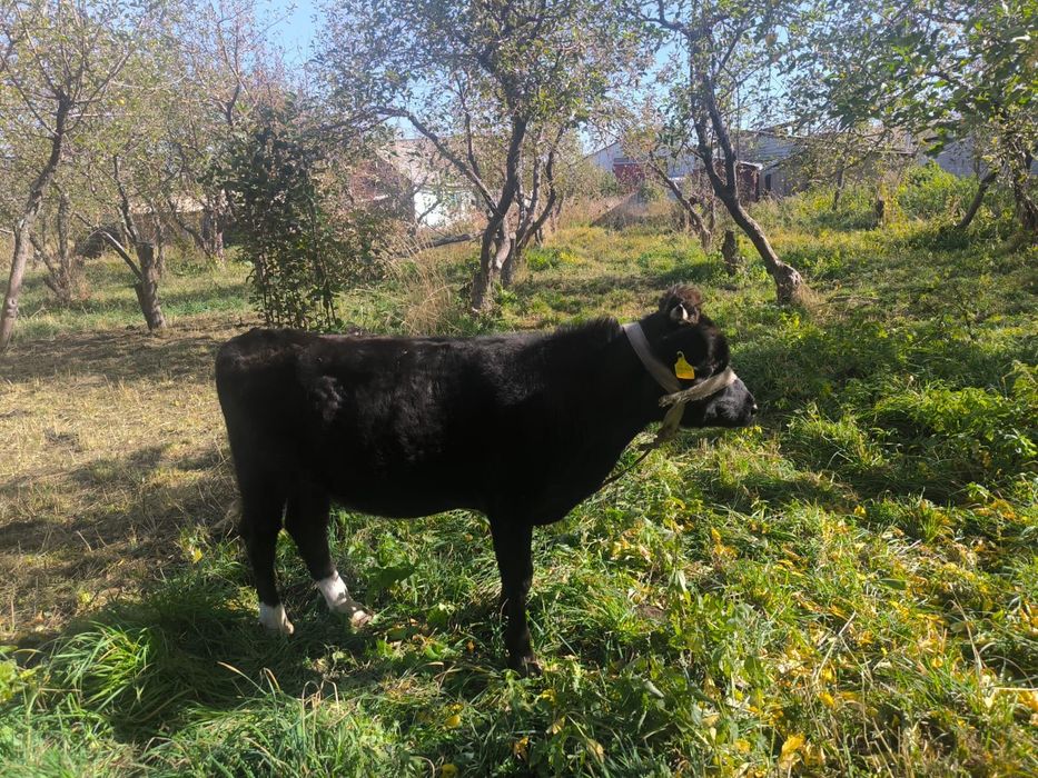 Продам бычок 1,5 года