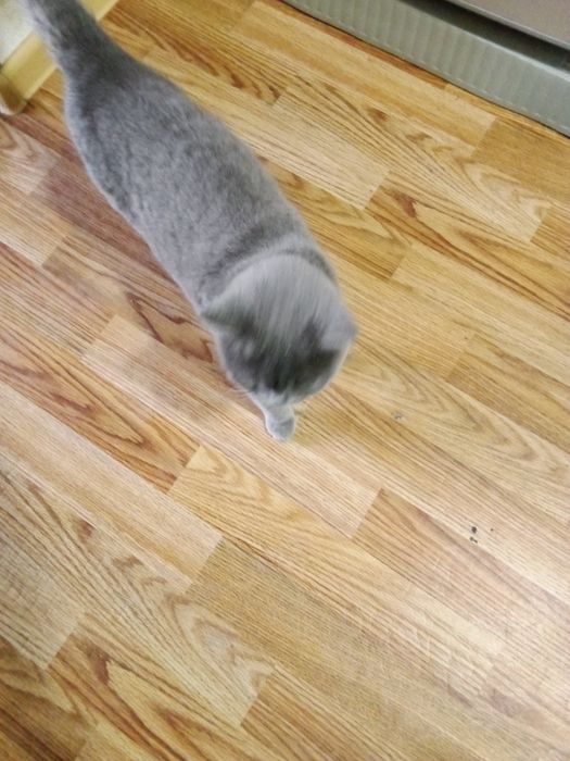 Отдам за символическую сумму кошку скотиш страйк