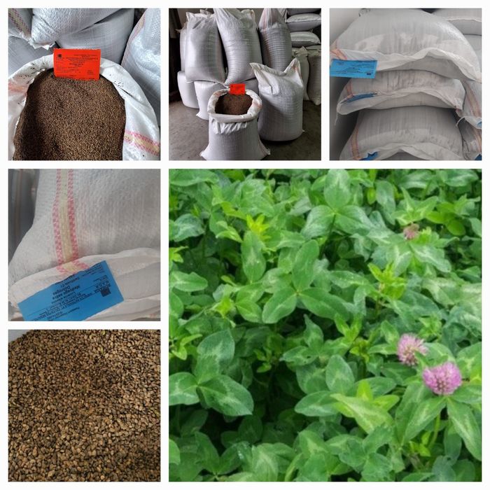 Sămânță Lucerna Certificata, Trifoi, Bromus, Sorg, Sudan, Iarba