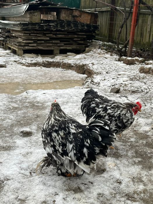 Vând cochinchina pitic