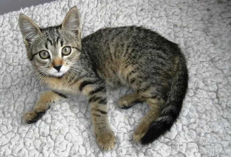 Котята в хорошие руки