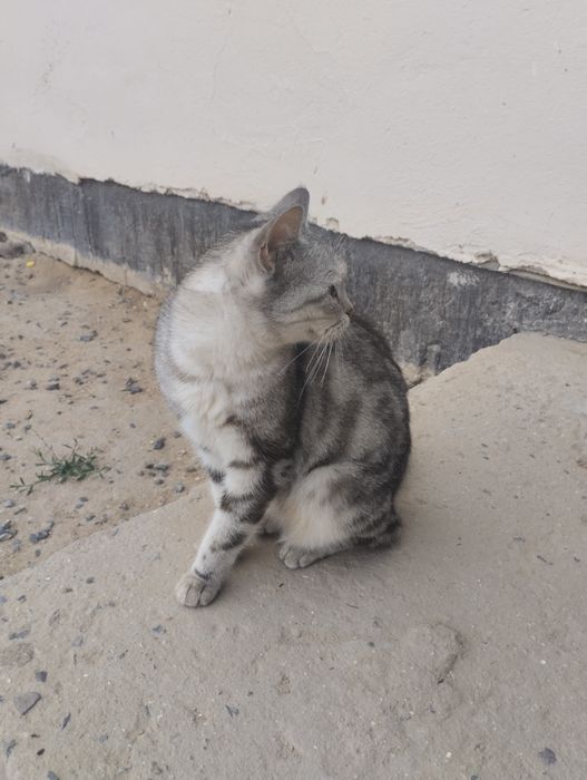 Продаётся котят 3месяц мальчик