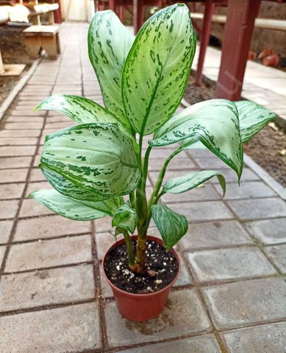 Аглаонема - комнатный цветок