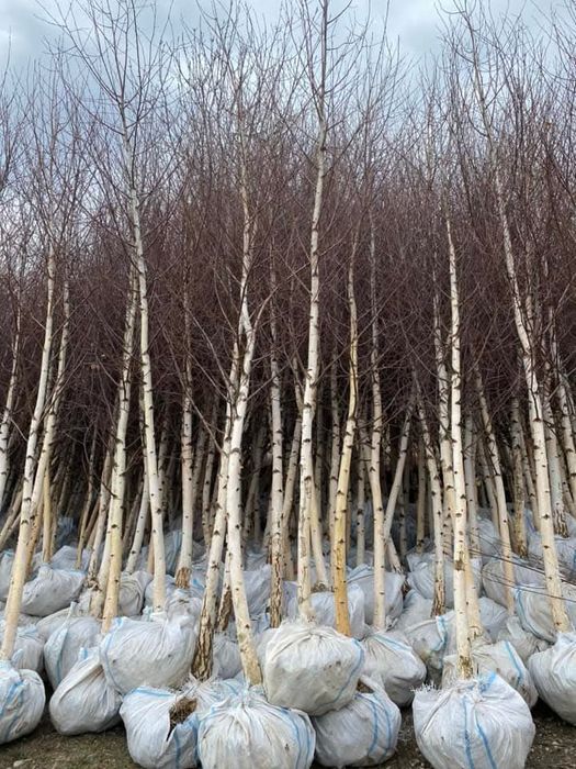 Vând mesteacăn tei artar