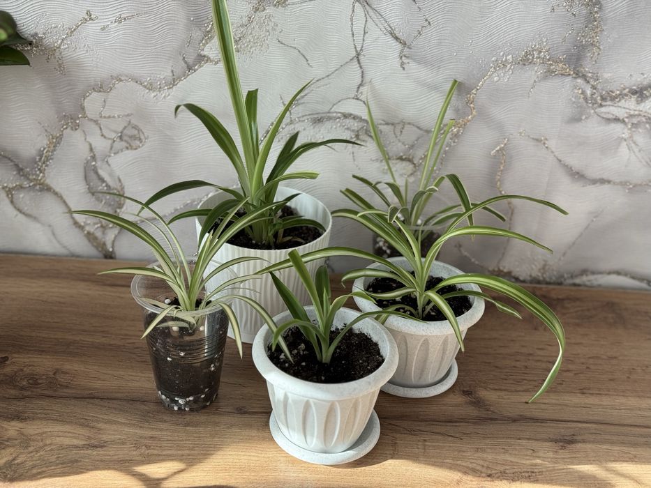 Хлорофитумы детки