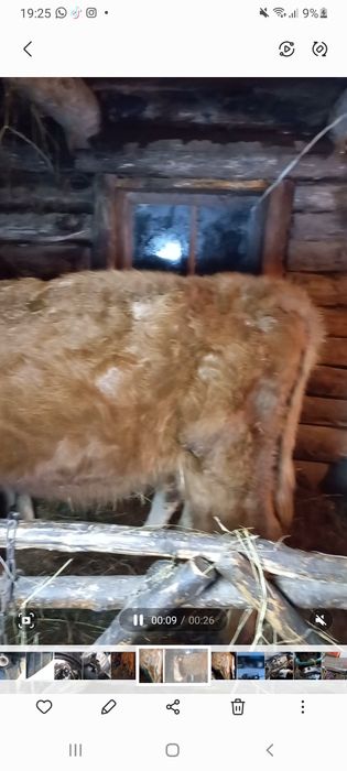 Продам телку 10 месяцев