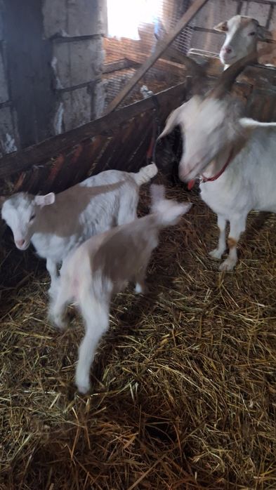 Capra sanen cu 2 iezi pereche