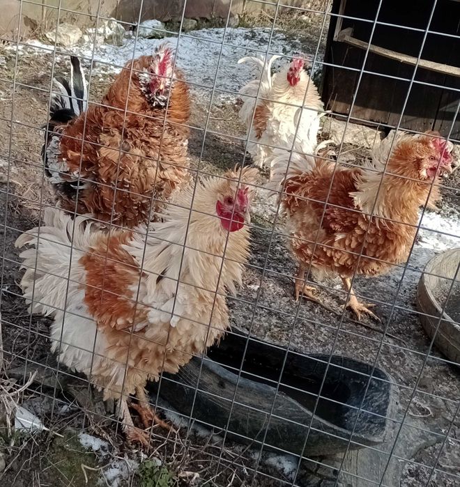 vand cocosi de rasa frezat