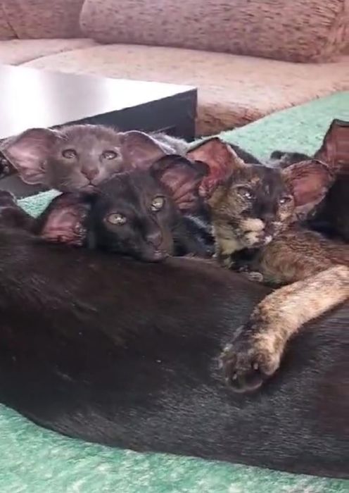 Ориентальные котята