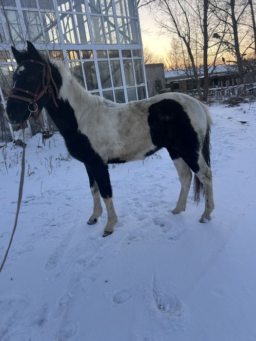 Продам 1.5 тай обученый