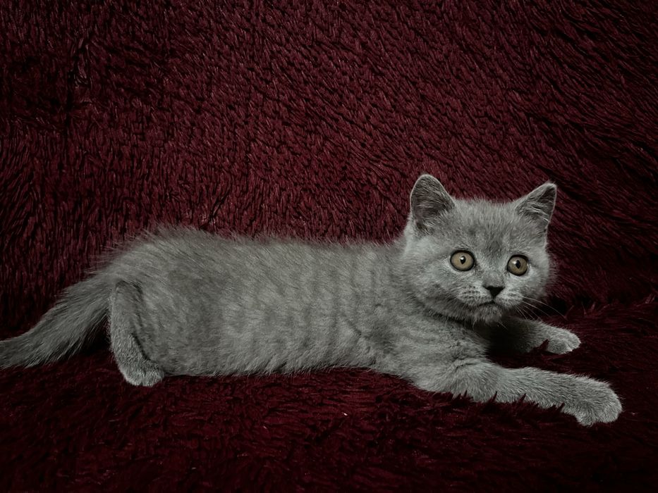 Котята голубые британские