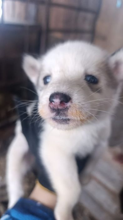 Продам Щенков  хаски