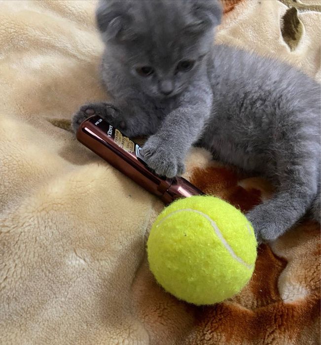 Skotch fold Мушук соғлом ва соф зотлилигига тўлиқ кафолат.