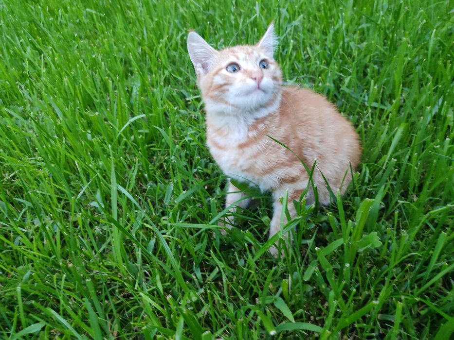 Отдам 2 котят, г. Есик