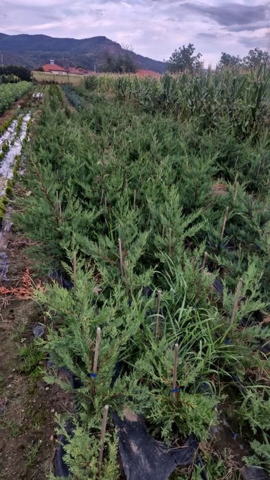 Leylandi/Laur/Photinia/Thuia