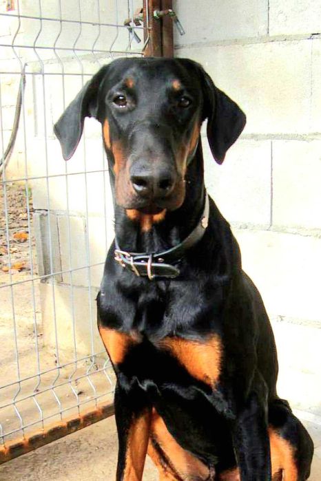 Расови Добермани на 8 месеца, от развъдник Елит Доберман, Варна