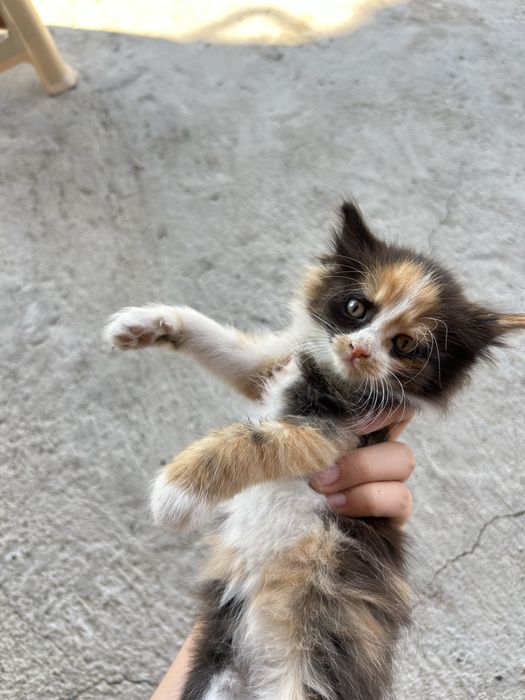 Котенок гр Алматы