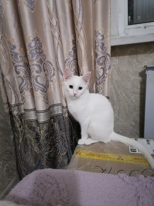 Отдам котенка девочка 5 месяцев