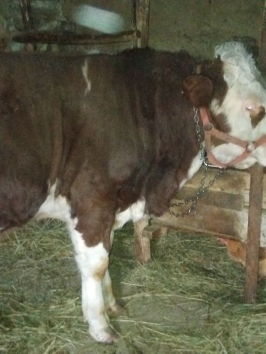 Taur de vânzare pentru montă