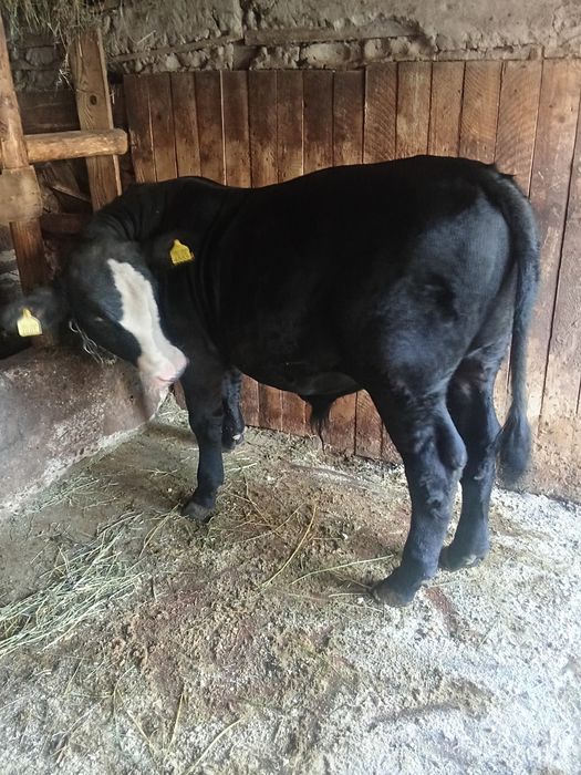 Vițel Black Angus pentru Montă – Rasă Pură