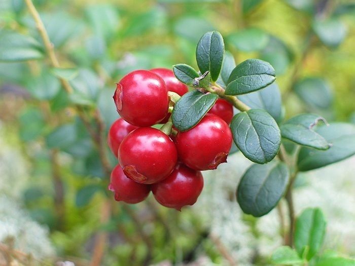 Arbusti Fructiferi (Merisor )