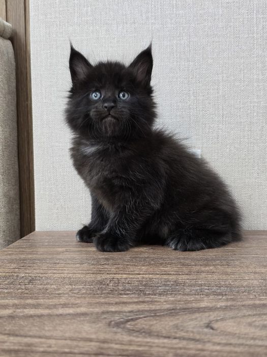 Шикарный мальчик мейн-кун полидакт