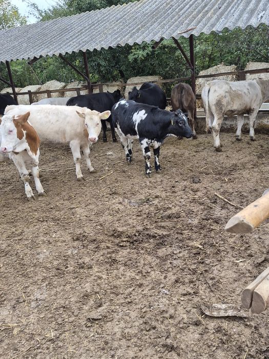 Vând viței de rasa medie de 270 kg