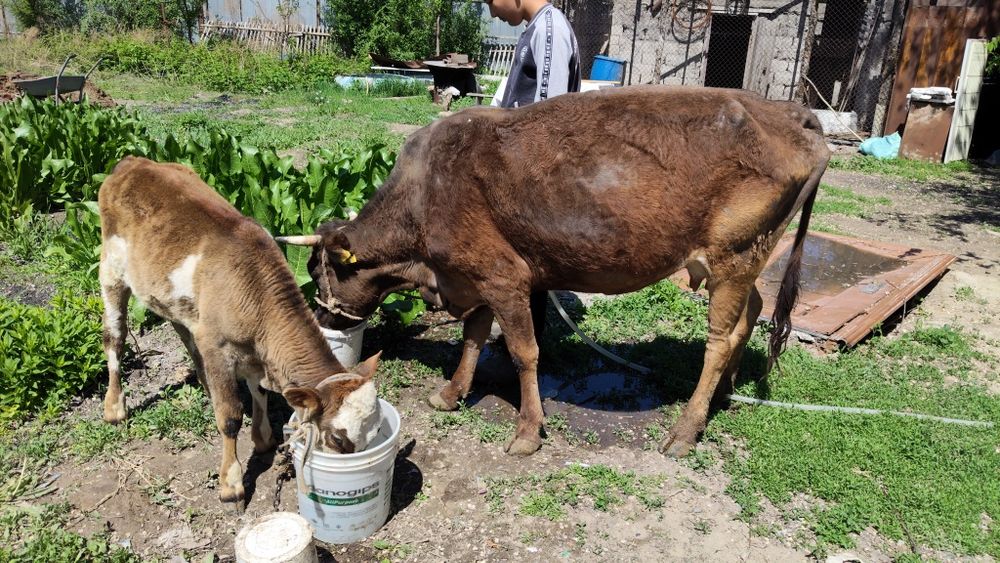 Срочно продам корову с телёнком