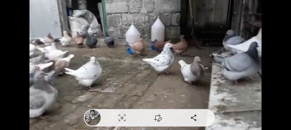 Porumbei Texani noua linie