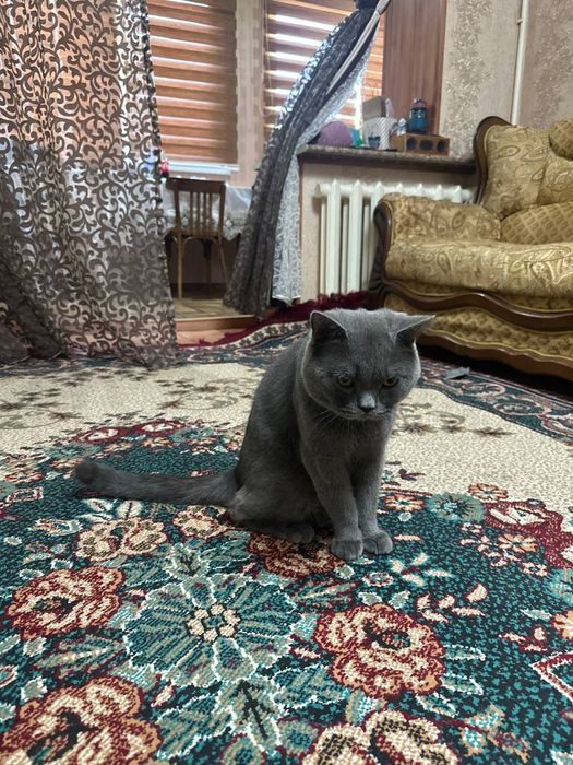 Британский короткошерстный