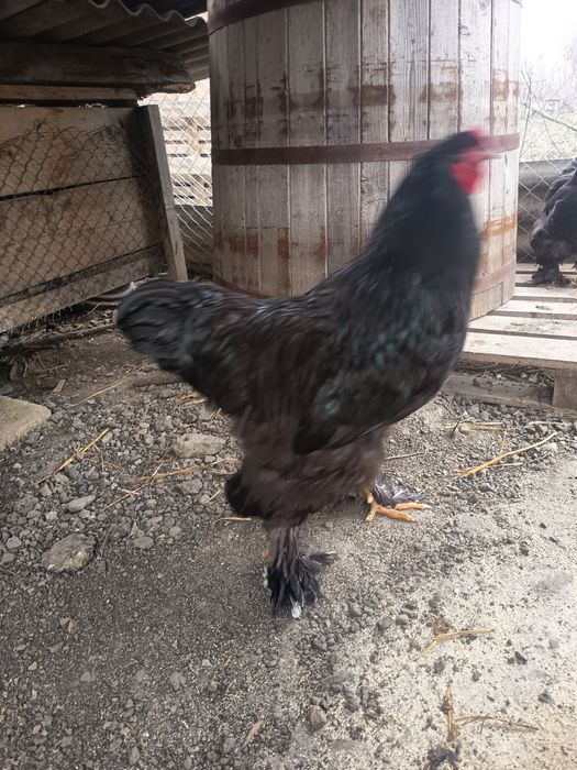 Cocos brahma de un an